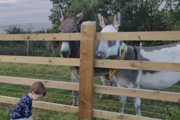Donkeys Come To Say Hello Early In The Morning